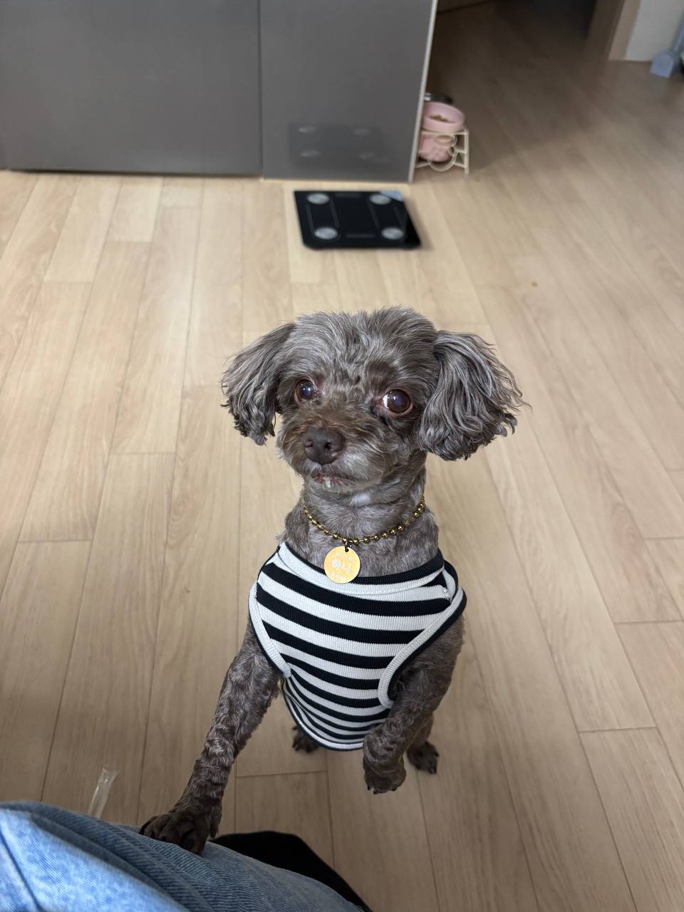 줄무늬 + 금목걸이