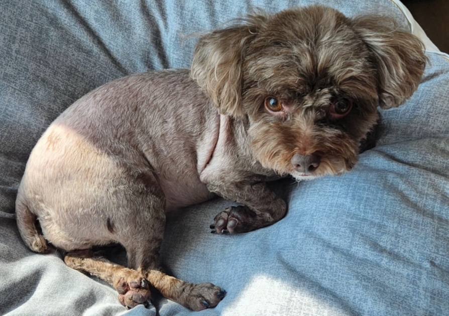 미용 후 하니콩