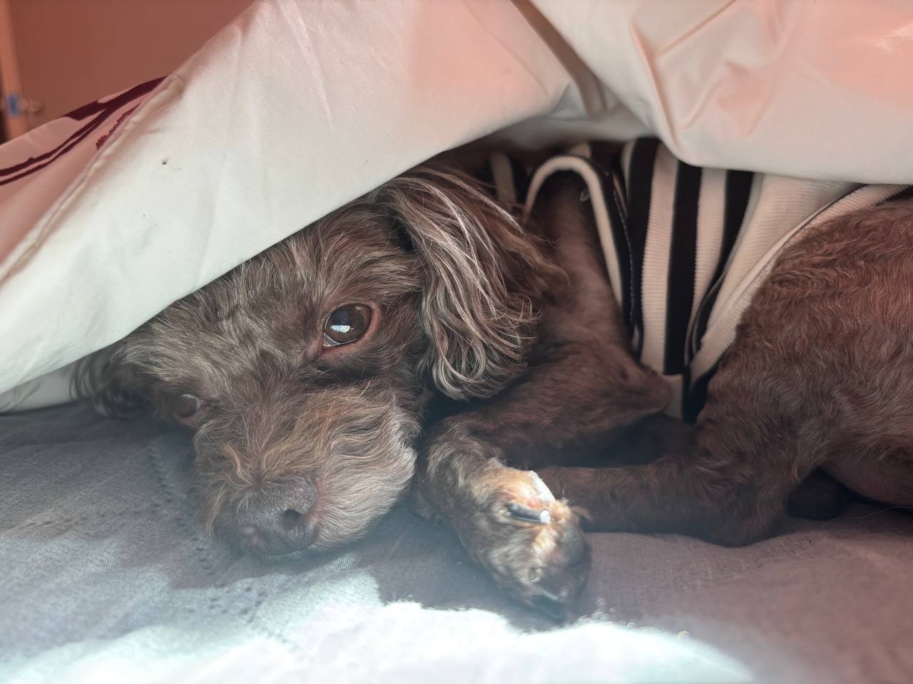 이불 속 하니콩